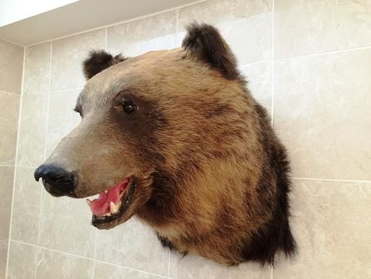 即納☆大迫力！ 蝦夷ヒグマ（エゾヒグマ）剥製☆ - 頭骨・骨格標本