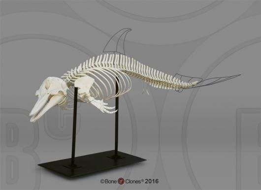 ハンドウイルカ 全身骨格レプリカ ☆特選！☆最高品質！ - 頭骨・骨格