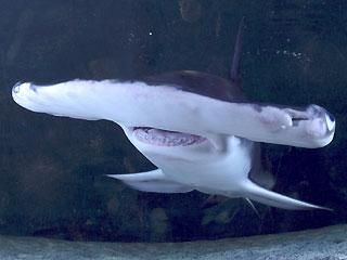 高級台座付！シュモクザメ あご骨 レプリカ - 頭骨・骨格標本・剥製