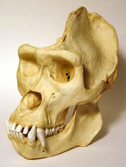 高品質☆ニシローランドゴリラ 頭骨 レプリカ - 頭骨・骨格標本・剥製