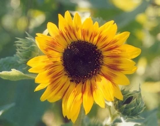 ミュージックボックス（ヒマワリ）の種 *F1 - マルシェ青空