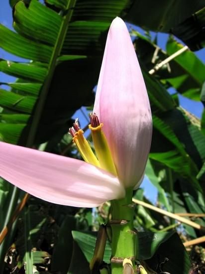 バイオラッセンスバナナの種 - マルシェ青空