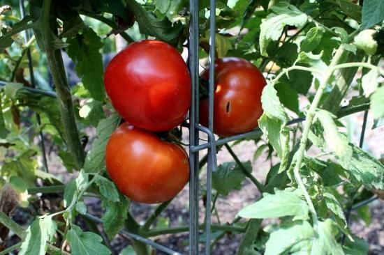 アトラスハイブリッドトマトの種 *F1 - マルシェ青空