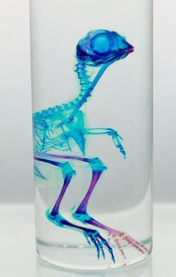 透明工房 ～生命の華～ ☆透明標本 製作・販売 学術指導☆