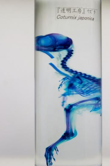 透明工房 ～生命の華～ ☆透明標本 製作・販売 学術指導☆