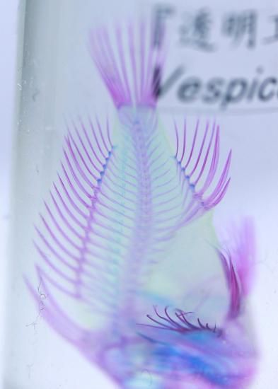 透明工房 ～生命の華～ ☆透明標本 製作・販売 学術指導☆