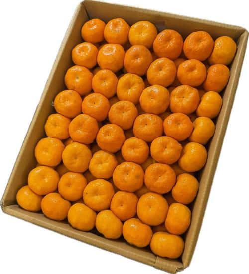 桜島小みかん|2kg - 【かごしまぐるり】鹿児島の名物・特産品を通販で