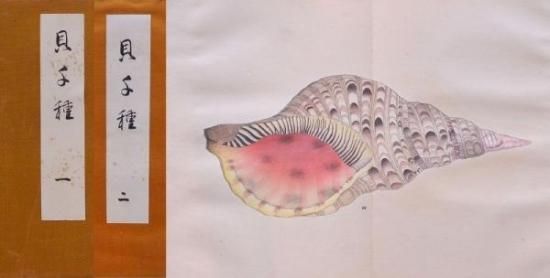 貝千種 Kai Sensyu (1000 kinds of shellfish) - 赤尾照文堂は、京都の