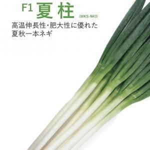 メーカー直送】夏柱(MKS-N43)【ヴィルモランみかど】コート6000粒