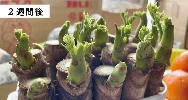 ふかし栽培で手軽にタラの芽栽培が楽しめる、太良衛門「タラの芽 栽培
