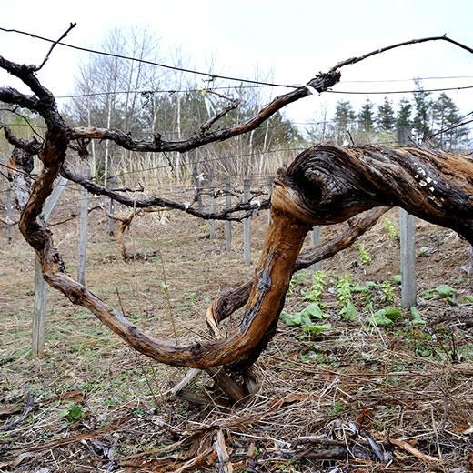 山のきぶどう/完熟2本セット【J36】 - 山のきぶどうオンラインショップ