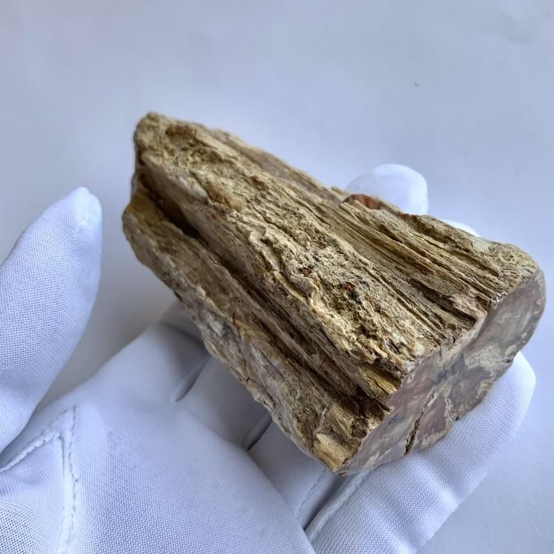 珪化木 】 けいかぼく 天然石 化石 石化 樹木 酸化ケイ素 - めのうの店