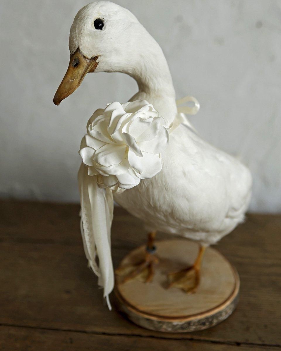 フランスアンティーク アヒルの剥製 | Antiques Knock