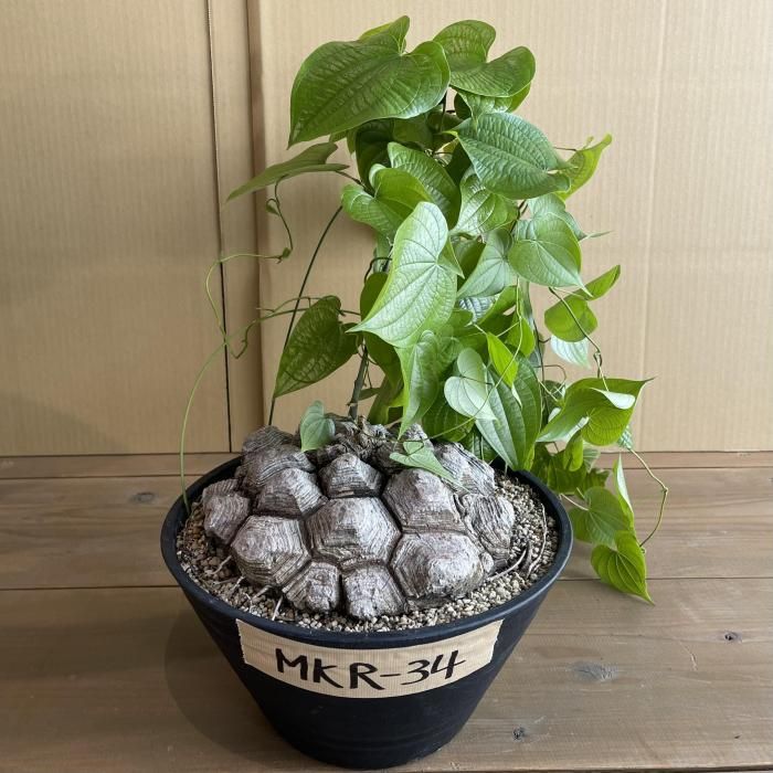 Dioscorea Mexicana メキシコ亀甲竜 （個体番号MKR-34） - アグリューム