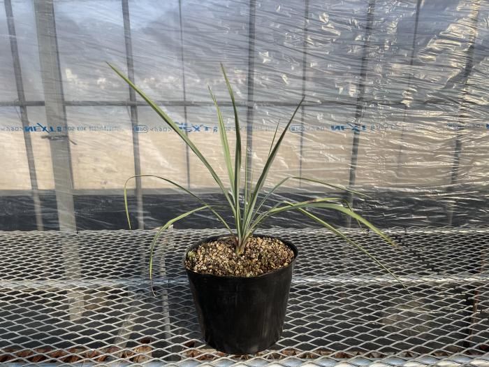 Yucca rigida ユッカ リギダ 1株 - アグリューム