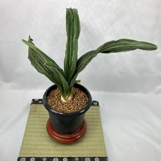 商品検索 - 田哲園・万年青おもとのお店