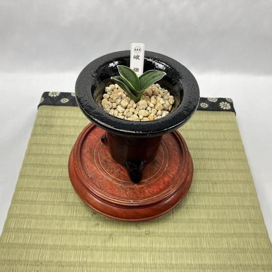 羅紗系 - 田哲園・万年青おもとのお店