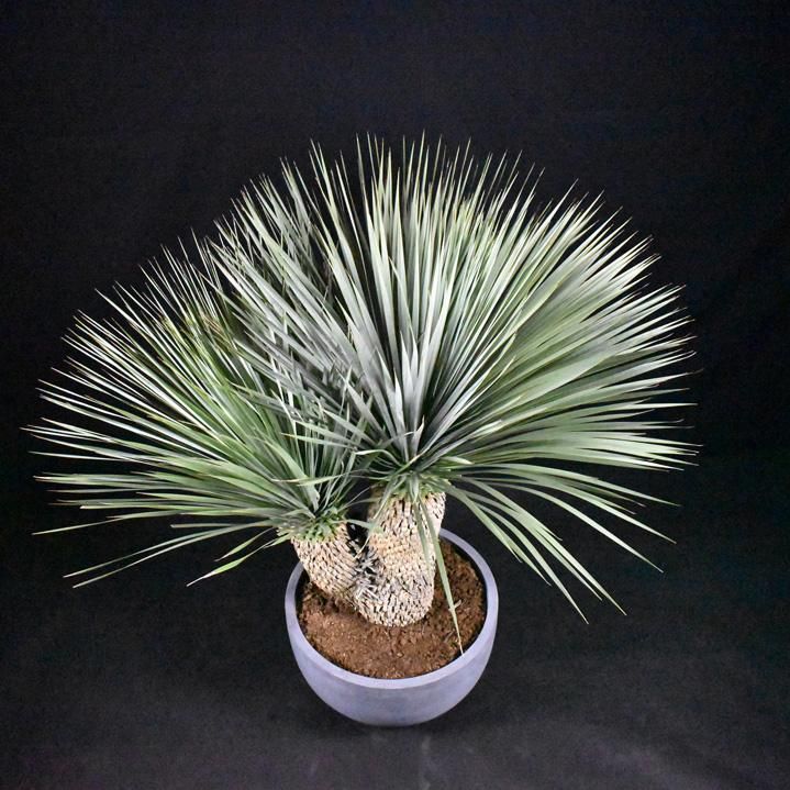 ユッカロストラータ・ダブルヘッド一覧 - 【HAIKARAFARM】