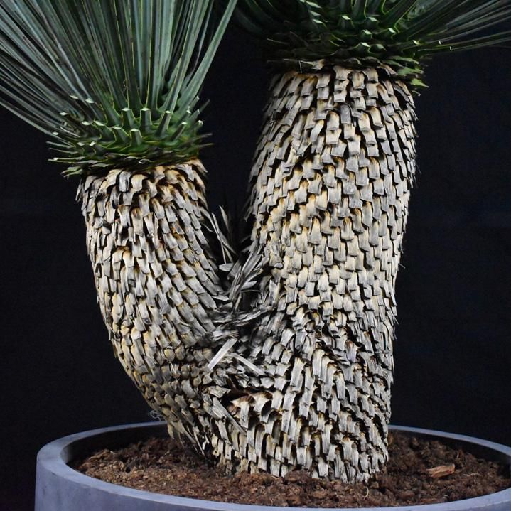 ユッカロストラータ・ダブルヘッド一覧 - 【HAIKARAFARM】