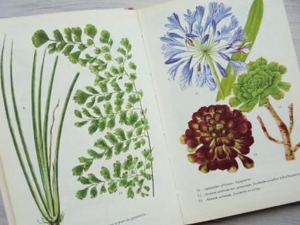 PLANTES D'APPARTEMENT | 室内植物図鑑/フランス - 外国の古くて