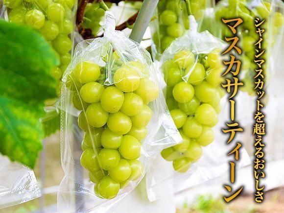 シャインマスカット・希少種マスカサーティーン食べ比べセット