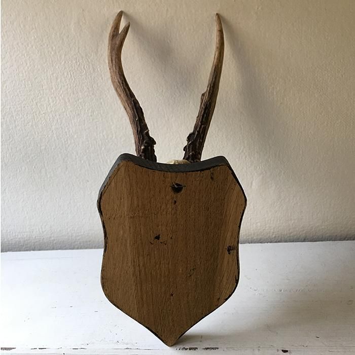 ブロカント アンティーク ハンティングトロフィー 鹿角 オブジェ