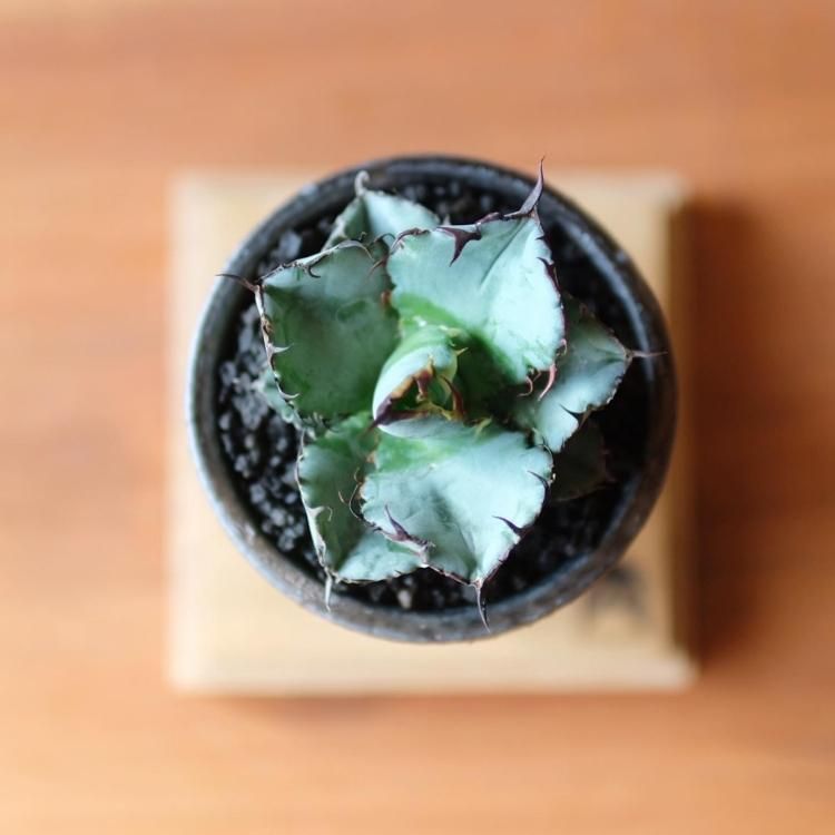 アガベ チタノタ ブラック＆ブルー 鉢セット - 観葉植物・生花・ドライ