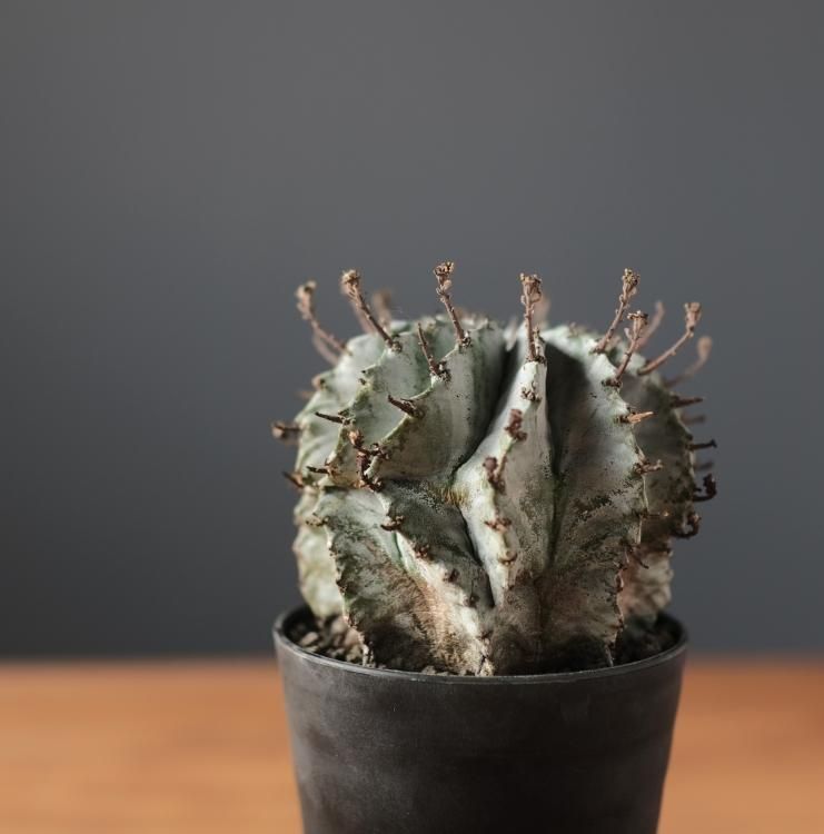 ユーフォルビア ホリダ - 観葉植物・生花・ドライフラワー通販 SULK GREEN