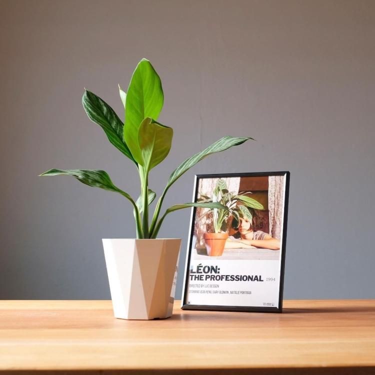 アグラオネマ ニティドゥーム カーティシー 5号 - 観葉植物・生花