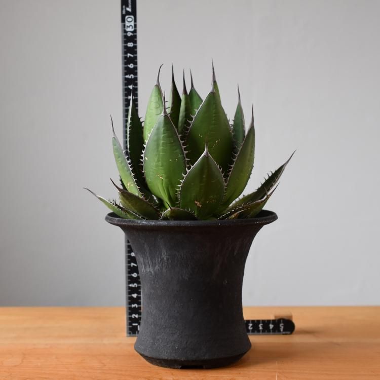 アガベ ホリダ 鉢セット - 観葉植物・生花・ドライフラワー通販 SULK GREEN