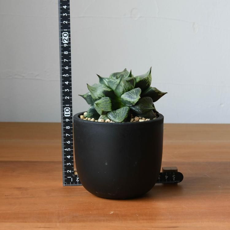 ハオルチア 裏般若 - 観葉植物・生花・ドライフラワー通販 SULK GREEN