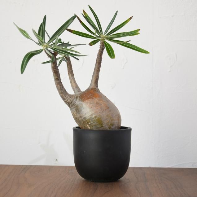 パル@プロフ必読 クロアオキ 樹高H1.5m パル@プロフ必読様専用