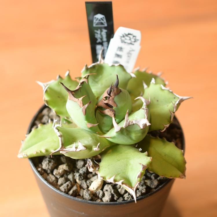 アガベ チタノタ 姫厳竜 台湾berlin産 - 観葉植物・生花・ドライ
