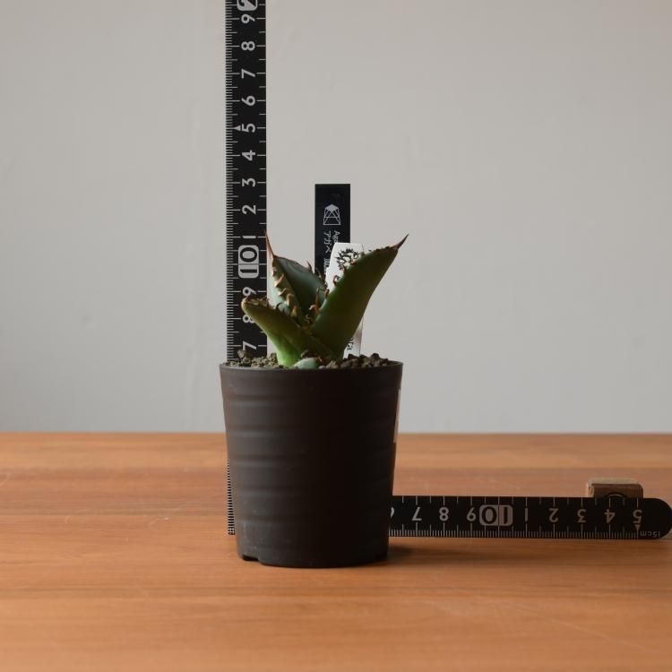 アガベ チタノタ 鳳凰 台湾berlin産 子株2 - 観葉植物・生花・ドライ