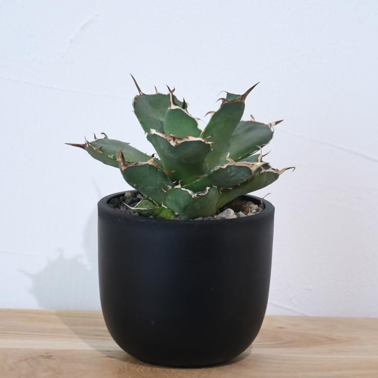 アガベ チタノタ ペルシアンドワーフ イラン産 子株1 - 観葉植物・生花
