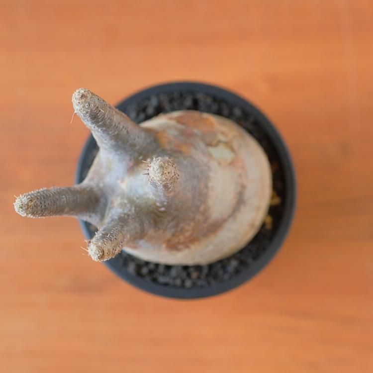 パキポディウム グラキリス 現地球 1 - 観葉植物・生花・ドライ