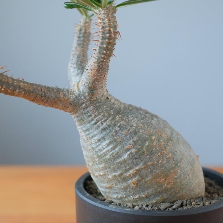 パキポディウム グラキリス 現地球 5 - 観葉植物・生花・ドライ