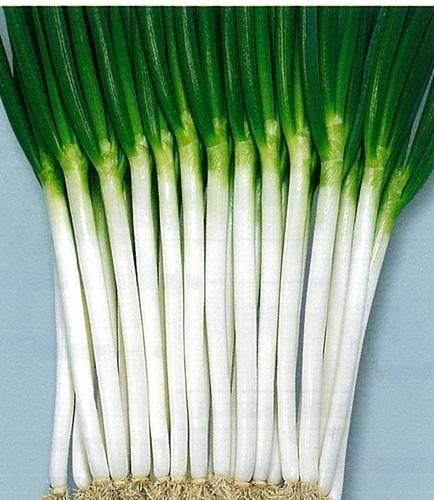 項羽一本太（登録品種）（ペレット種子のみ） - オガワのタネ