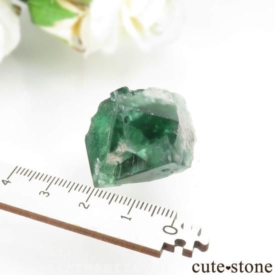 レディアナベラ（Lady Annabella）Excavator Terminator Pocket産