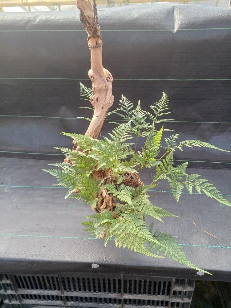 常緑しのぶ 約9cm玉 流木置き - つりしのぶ園 オンラインショップ