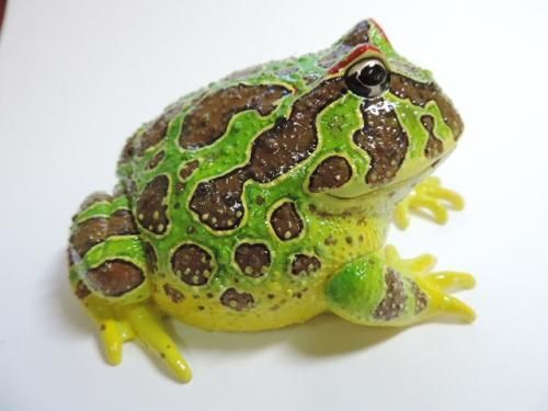 ベルツノガエル特大・緑 - カエル工房