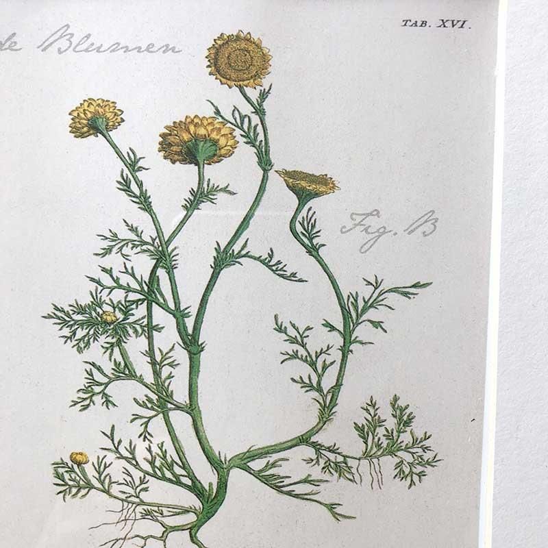 繊細なタッチのボタニカルアートフレーム植物画