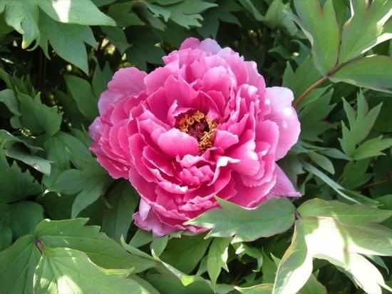 秋牡丹苗｜阿蘇の司‐ 中村農園｜オリジナル牡丹育種｜島根県松江市│大根島