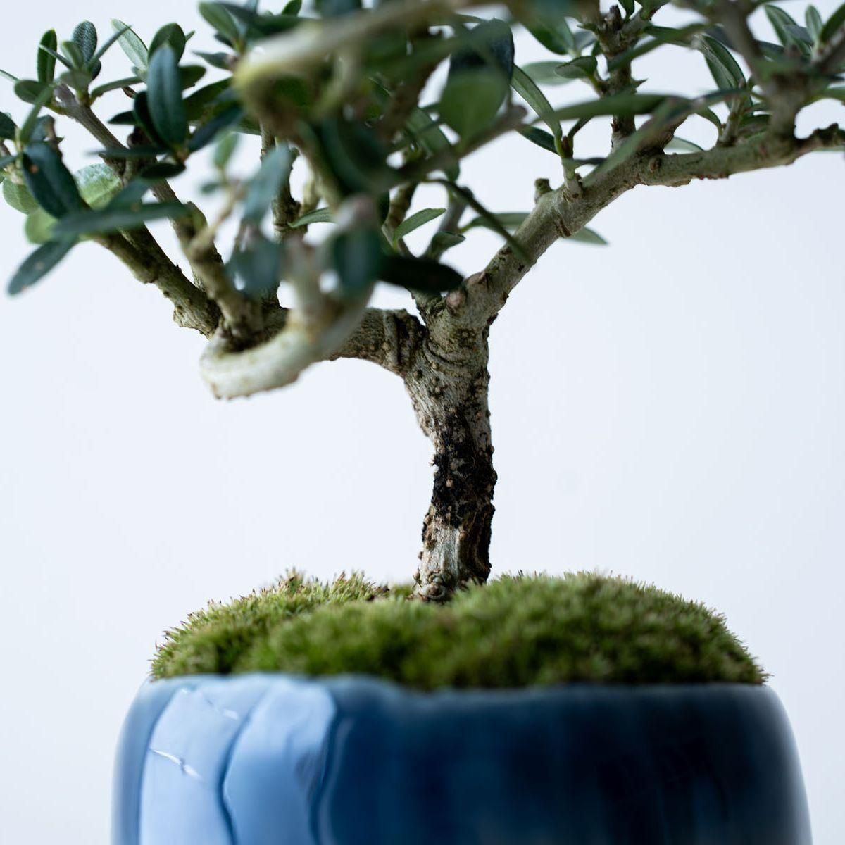 姫オリーブ｜no.008 - 石木花 オンラインストア｜小さな器に大きな自然