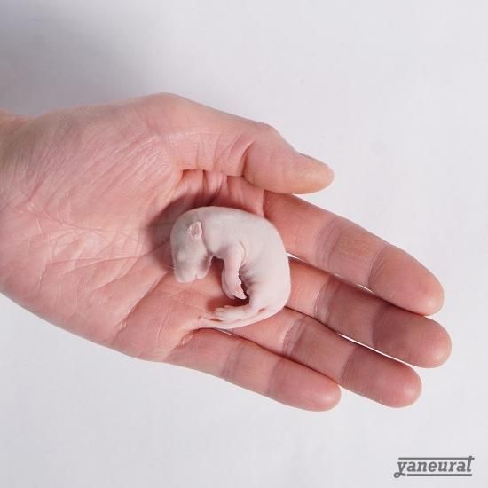 国産】冷凍ピンクラットL 15g~20g※10匹セット - 冷凍餌、エキゾチック