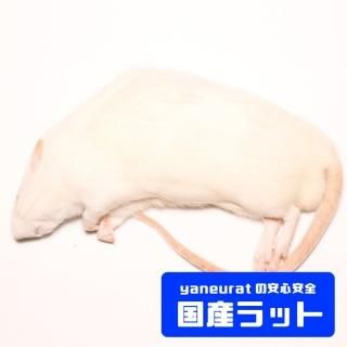 冷凍餌 - 【国産】冷凍ラット - yaneuratonline