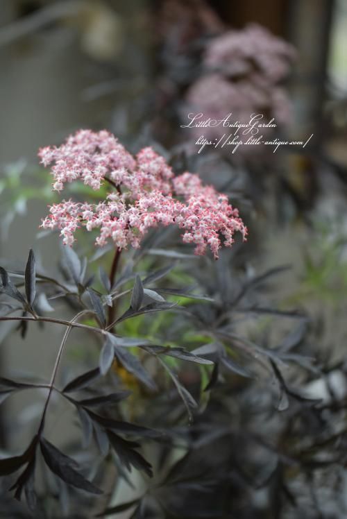 エルダーフラワー・ブラックレース 西洋ニワトコ- LittleAntiqueGarden