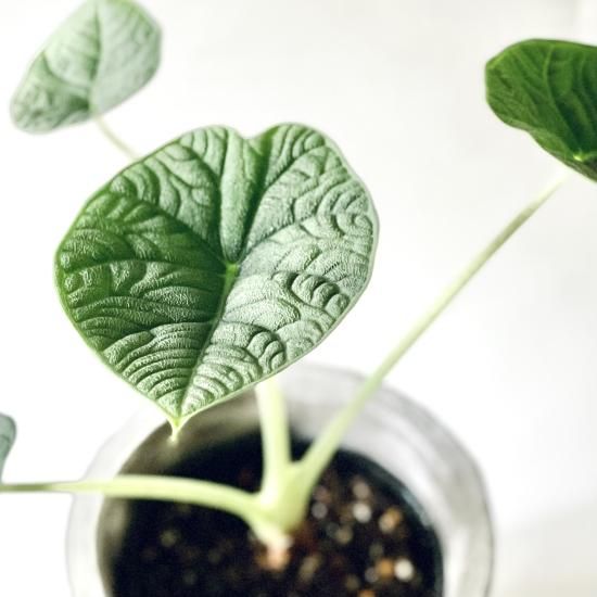 Alocasia meloアロカシア メロ3.5号 置き型 - GREENLife JOURNAL