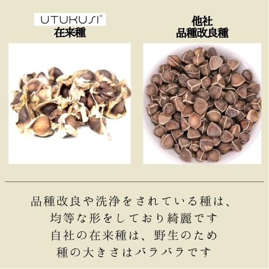 モリンガ種 10g(約50粒) 在来種 無農薬 無肥料 ハーブ - Natural life