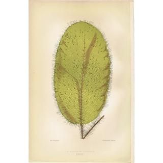 ボタニカルアート（植物画）Botanical アンティーク ヴィンテージの